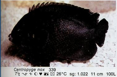 Centropyge nox
